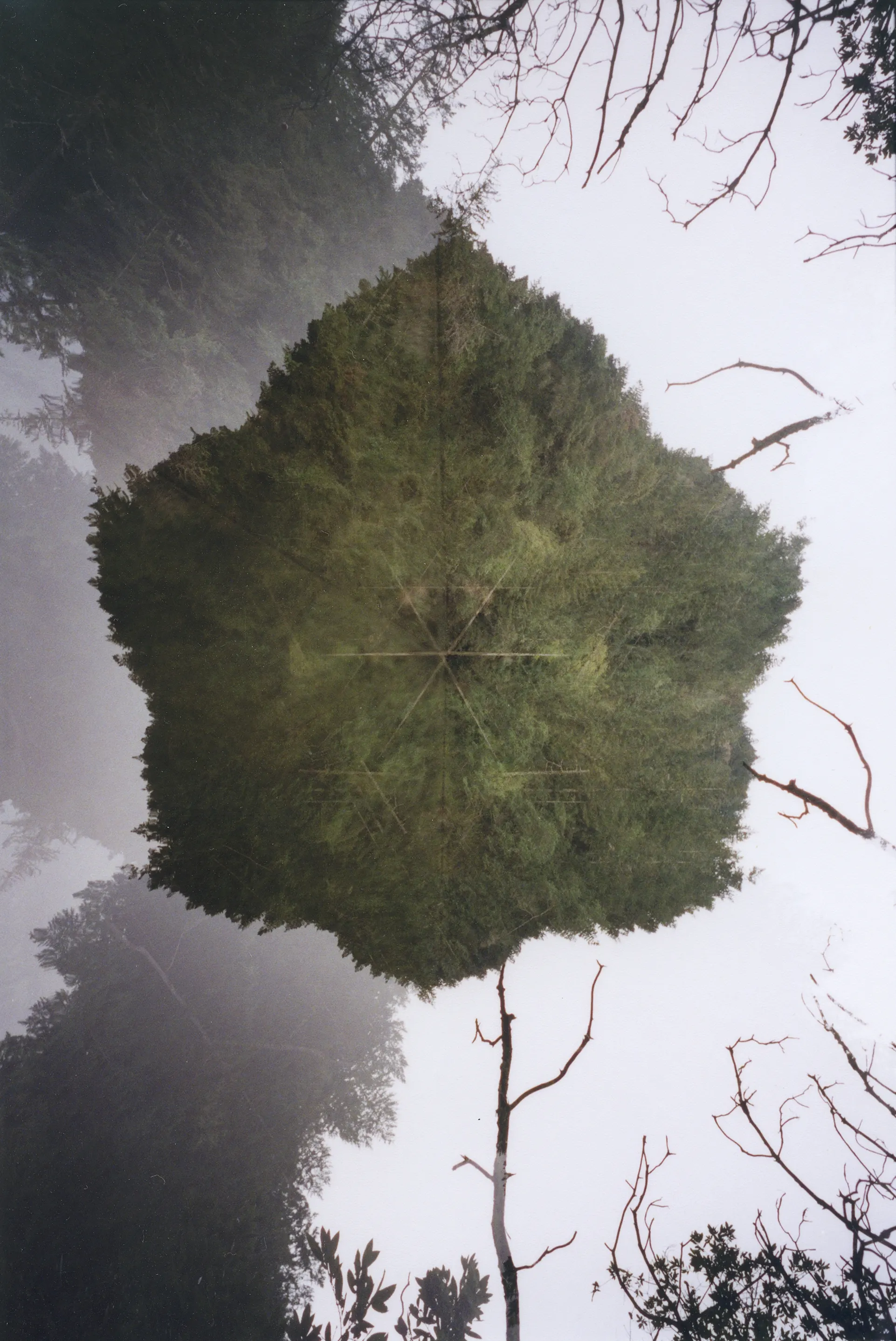Kaleidoscopic mirrored photograph of a green tree canopy forming a hexagon against pale sky with bare branches.