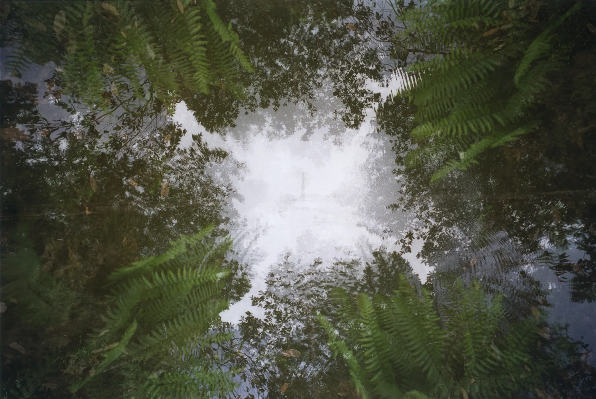 Upward view through a ring of ferns and tree branches to a bright white sky, with soft double-exposure blur.