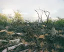 Cleared Kiawe Brush, Hawaii