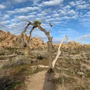 Joshua Tree