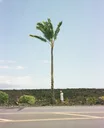 Laura and The Palm