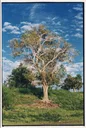 Lone Tree Under Blue Sky