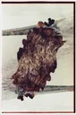 Ocean Lava Rock