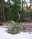 Snowy Pine