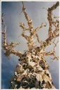 The Bone Tree